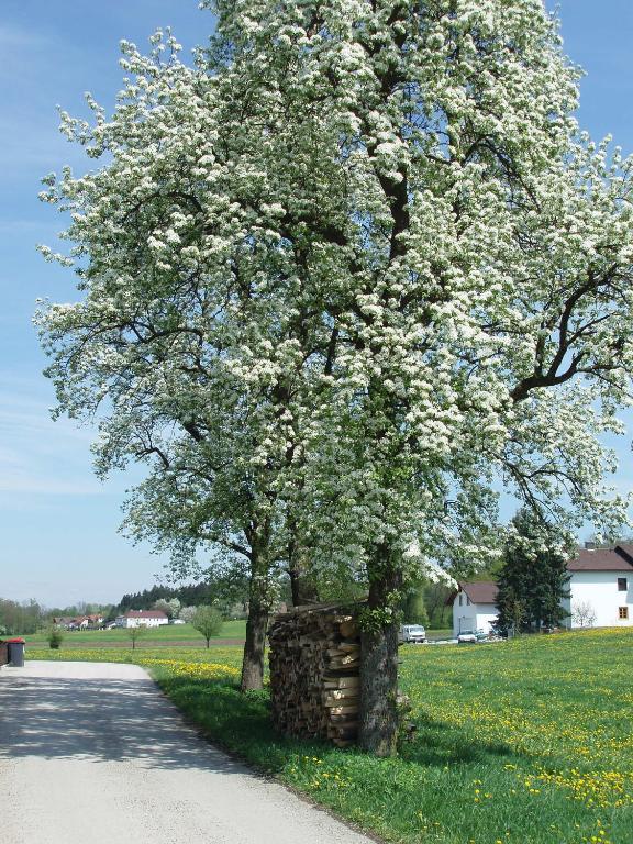 Gasthof Zur Linde Neuhofen an der Ybbs Εξωτερικό φωτογραφία